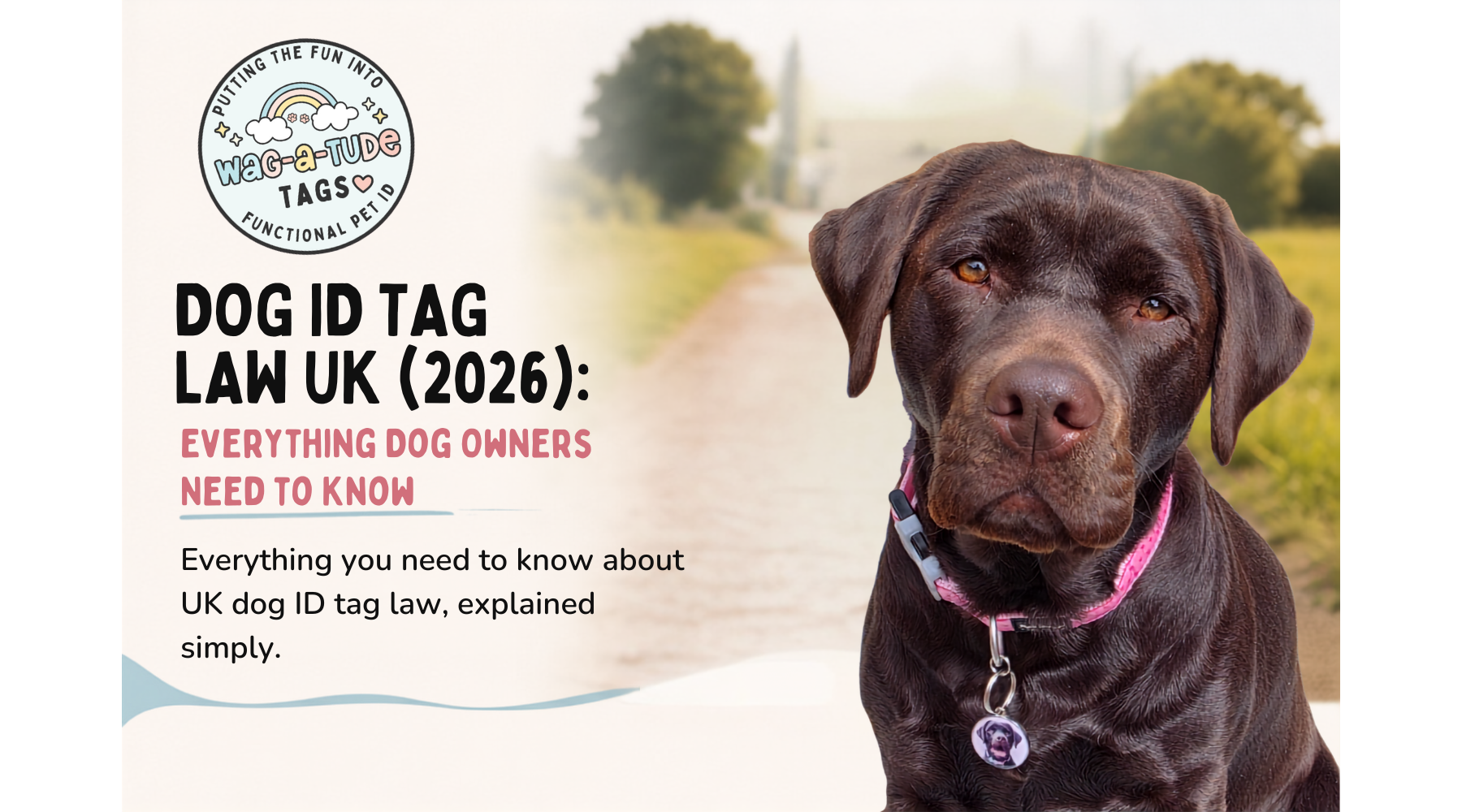 Chocolate Labrador wearing a personalised dog ID tag illustrating UK dog ID tag law.