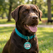 Chocolate lab wearing wiggle butt dog tag personalised funny dog ID tag on teal collar